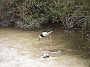 6.35- Une echasse d'Australie